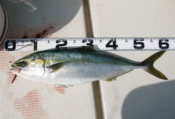 敦賀沖から越前岬に、ジギング!