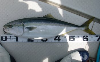 敦賀沖から越前岬に、ジギング!
