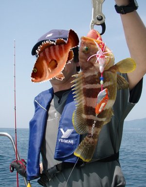 敦賀沖から越前岬に、ジギング!