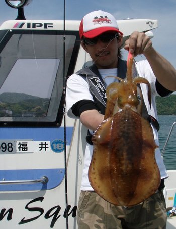 敦賀 Bigfin Squid の今年初めてアオリイカ!