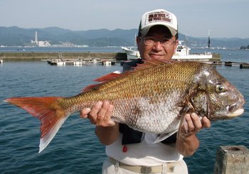 敦賀 Bigfin Squid の今年初めてアオリイカ!