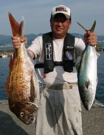 敦賀 Bigfin Squid の今年初めてアオリイカ!