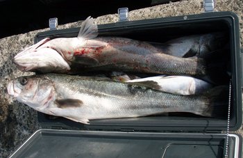 敦賀 Bigfin Squid の今年初めてアオリイカ!