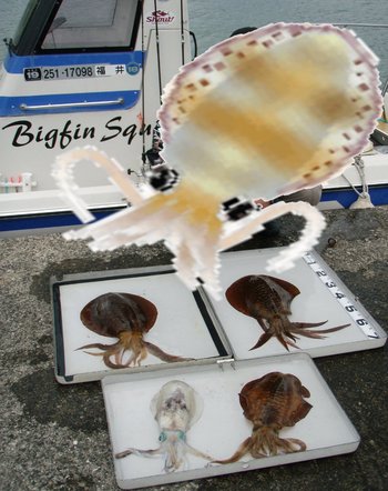 敦賀 Bigfin Squid のアオリイカ!