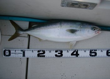 敦賀沖から越前岬に、タテ釣り・泳がせ!