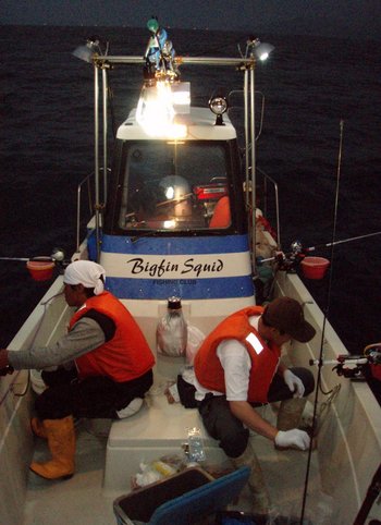 Bigfin Squidのスルメイカ・マイカ