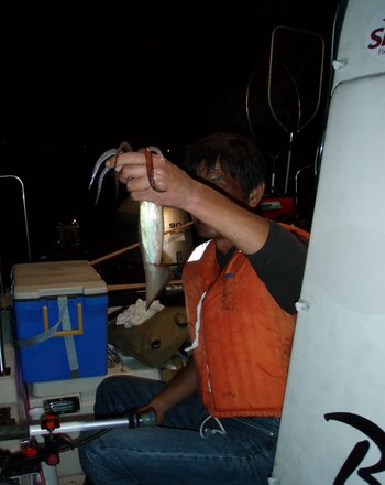 Bigfin Squidのスルメイカ・マイカ