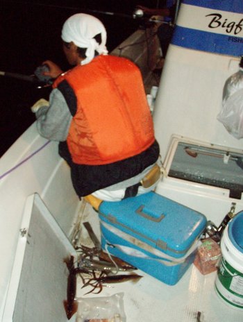 Bigfin Squidのスルメイカ・マイカ