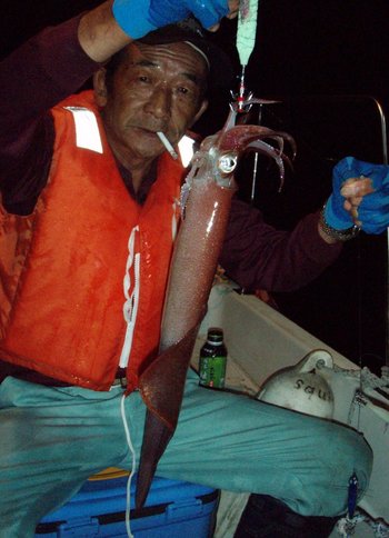 Bigfin Squidのスルメイカ・マイカ