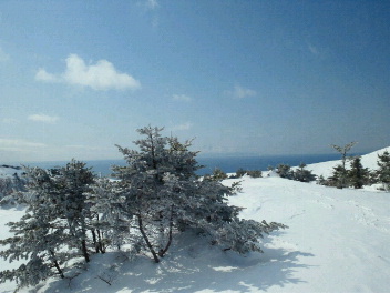 流氷来たーー!