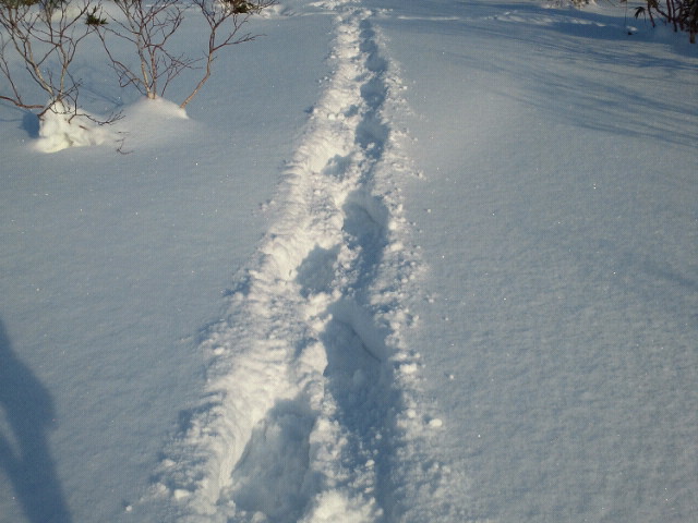 無くした魂を探して