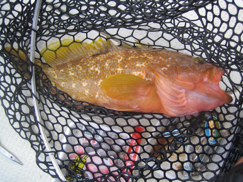 甥と魚釣り