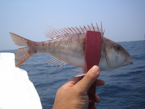 甥と魚釣り