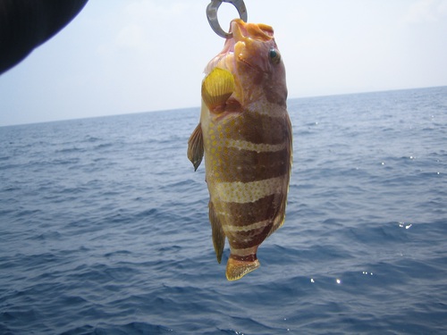 甥と魚釣り