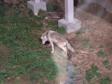 夜の動物園