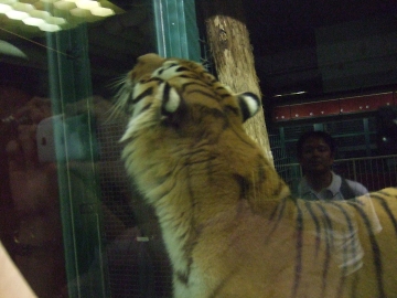 夜の動物園