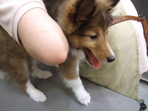 初シャンプー