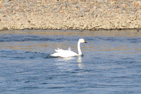 阿武隈川で白鳥に会う!!!