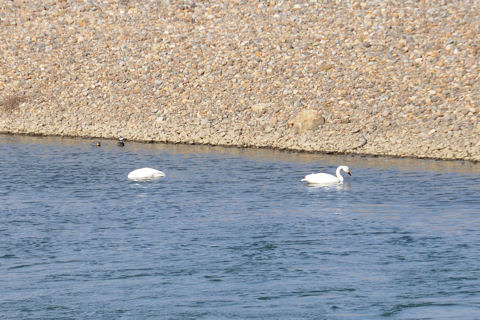 阿武隈川で白鳥に会う!!!
