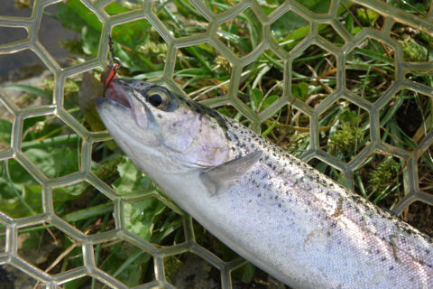巻きでたくさん釣れた日!!!