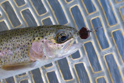 魚は必ず追って来る!!!