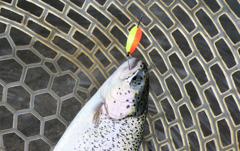魚は必ず追って来る!!!