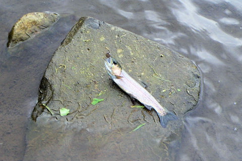 魚は必ず追って来る!!!