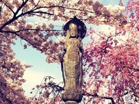 桜が満開に咲いたのに！！！