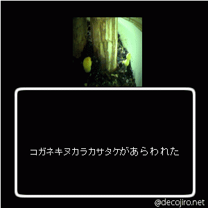 また出たよ!!!