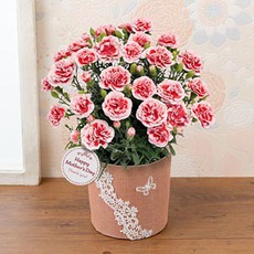 今年の母の日は5月8日!花ギフトはいかがでしょう 今年の母の日は5月8日!花ギフトはいかがでしょう