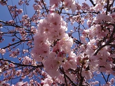 桜 3~5分咲き