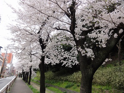 熱田公園の桜