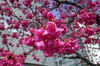 今日の寒緋桜