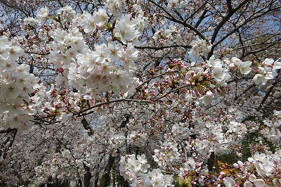 桜　2～5分咲き