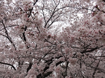 丸池公園の桜