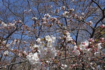 桜、蕾～２分咲き