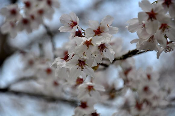 春。 春。