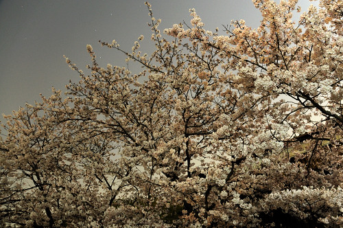 夜桜に月