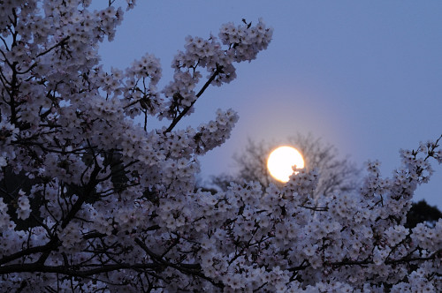 夜桜に月