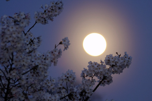 夜桜に月