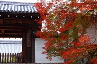 曼殊院門跡の紅葉　ふらり京都へ