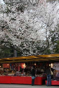 2009桜前線 京都 二条城,京都御苑,平安神宮,知恩院