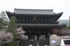 2009桜前線 京都 二条城,京都御苑,平安神宮,知恩院