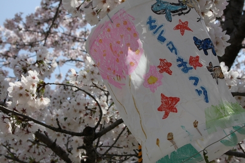 入学式と花見でお弁当