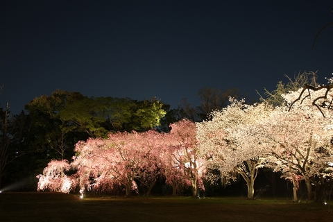 2009桜前線 京都 二条城 ライトアップ PART2