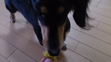 ダッチオーブン料理!~焼いも編
