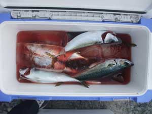 船釣り
