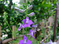 花フェスタ記念公園 1