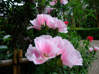 花フェスタ記念公園 1