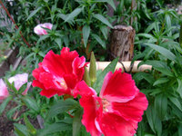 花フェスタ記念公園 1